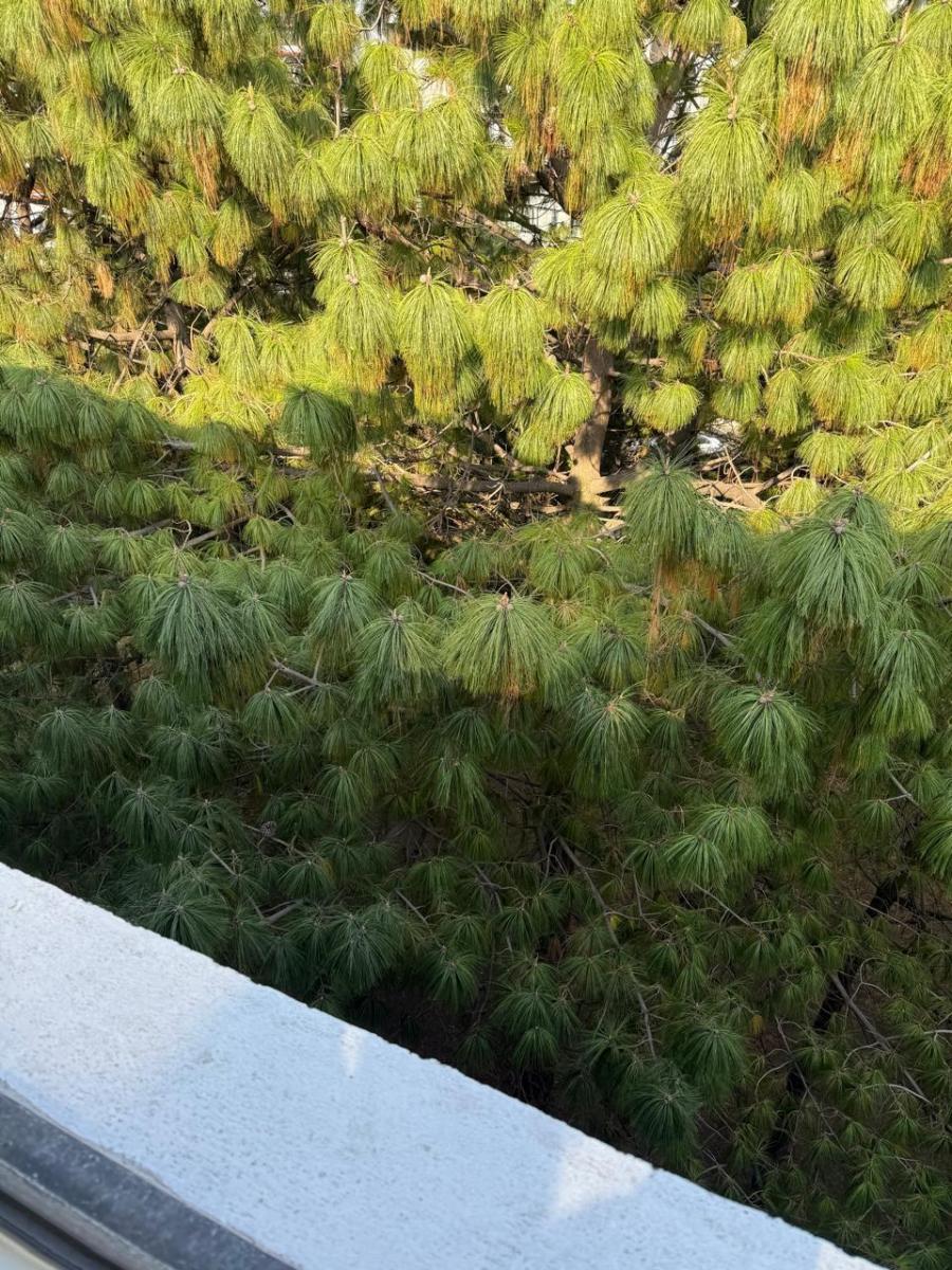 Copas de los árboles desde la terraza